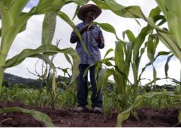 campo-campesino-2