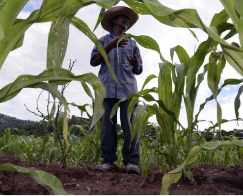 campo-campesino-2